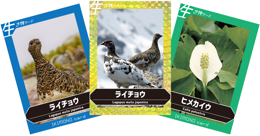 生き物カードの見本