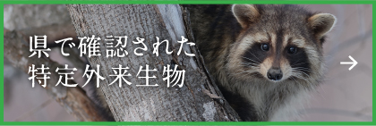 県で確認された特定外来生物